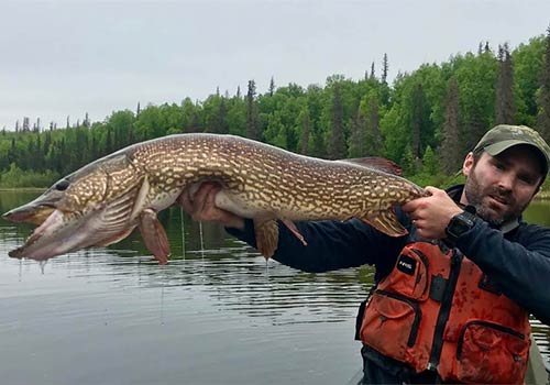 Remote Fly Out Northern Pike Guided Fishing, miller guide service, fishing guides, millers river, day fishing trips, Anchorage, Alaska