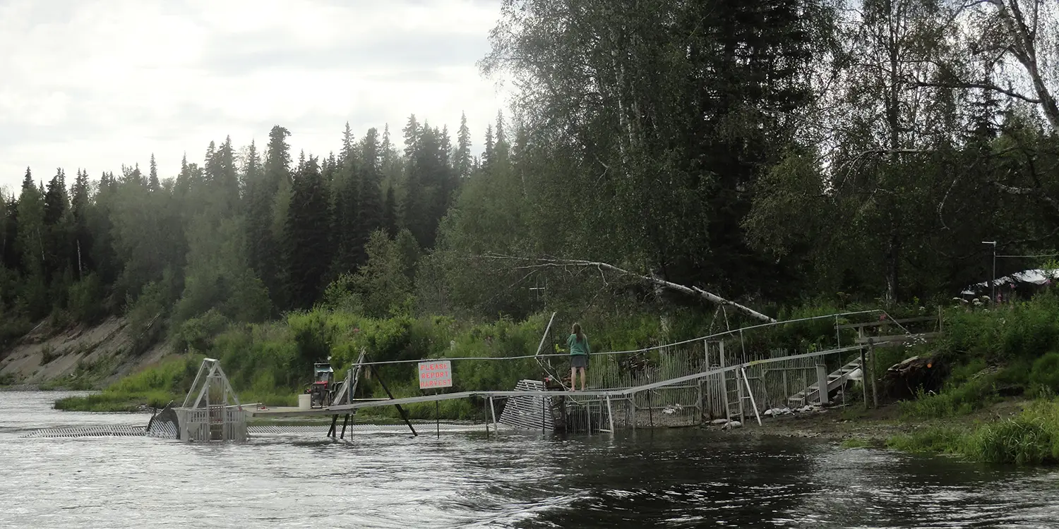 Millers River Fishing Guide Service, Millers River Fly Fishing, Millers River, Millers Boating, Anchorage Alaska Fishing, Anchorage Alaska Fishing Charters, Millers Service, Anchorage Fishing Charters, Ice Fishing, Willow Alaska Fishing Guides, Willow Alaska Fishing Guide, Willow Alaska Fly Fishing Guides, Willow Alaska Float Trips, Willow Alaska Rafting, Willow Alaska Rainbow Trout Fly Fishing, fish weirs